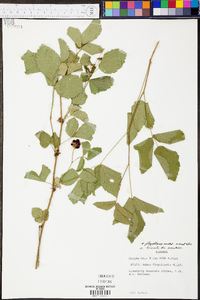 Rubus flagellaris image