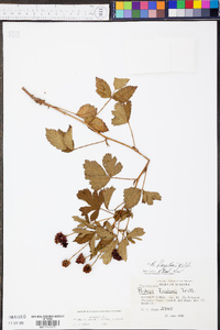 Rubus flagellaris image