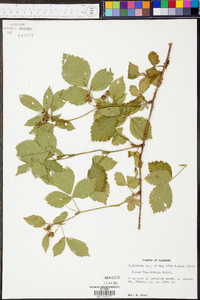 Rubus flagellaris image