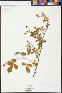 Rubus cuneifolius image