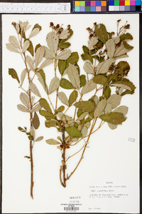 Rubus cuneifolius image