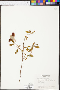 Rubus cuneifolius image