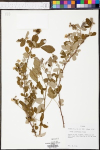 Rubus cuneifolius image