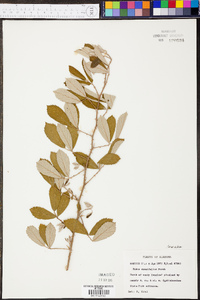 Rubus cuneifolius image