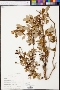 Rubus cuneifolius image