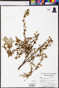 Rubus cuneifolius image