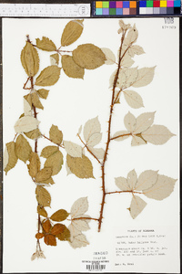 Rubus bifrons image