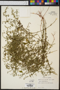 Galium hispidulum image