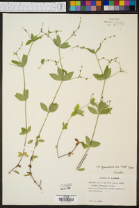 Galium circaezans image