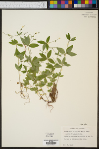 Galium circaezans image