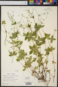 Galium circaezans image