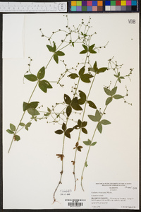 Galium circaezans image