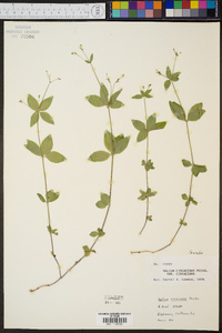 Galium circaezans var. circaezans image