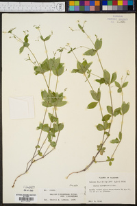 Galium circaezans image