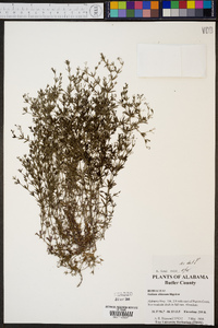 Galium obtusum image