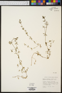 Galium obtusum image