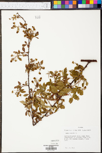 Rubus argutus image