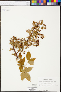 Rubus argutus image