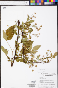 Rubus argutus image