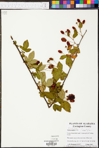 Rubus argutus image