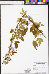 Rubus argutus image