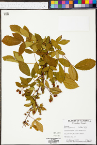 Rubus argutus image