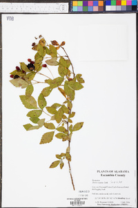 Rubus argutus image