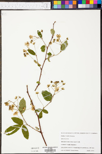 Rubus argutus image