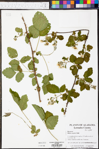 Rubus argutus image