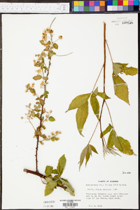 Rubus argutus image