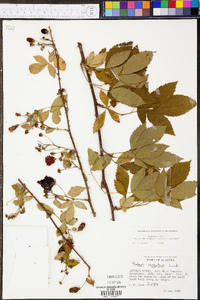 Rubus argutus image