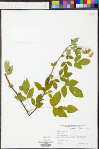 Rubus argutus image