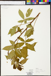 Rubus argutus image