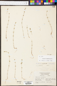 Galium virgatum image