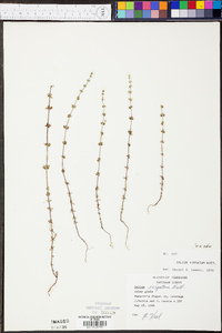 Galium virgatum image