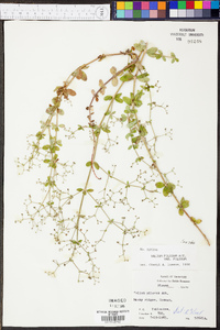 Galium pilosum image