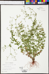 Galium pilosum image