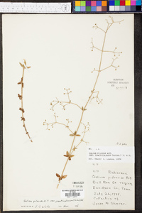 Galium pilosum image