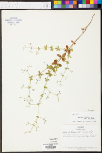 Galium pilosum image