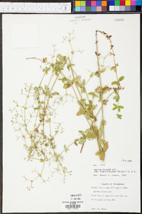 Galium pilosum image