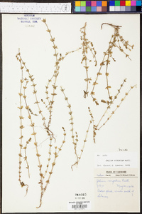 Galium virgatum image