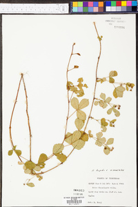 Rubus hispidus image