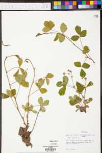 Rubus hispidus image