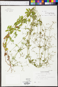 Galium pilosum image