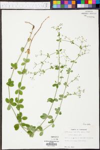 Galium pilosum image