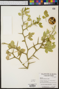 Poncirus trifoliata image