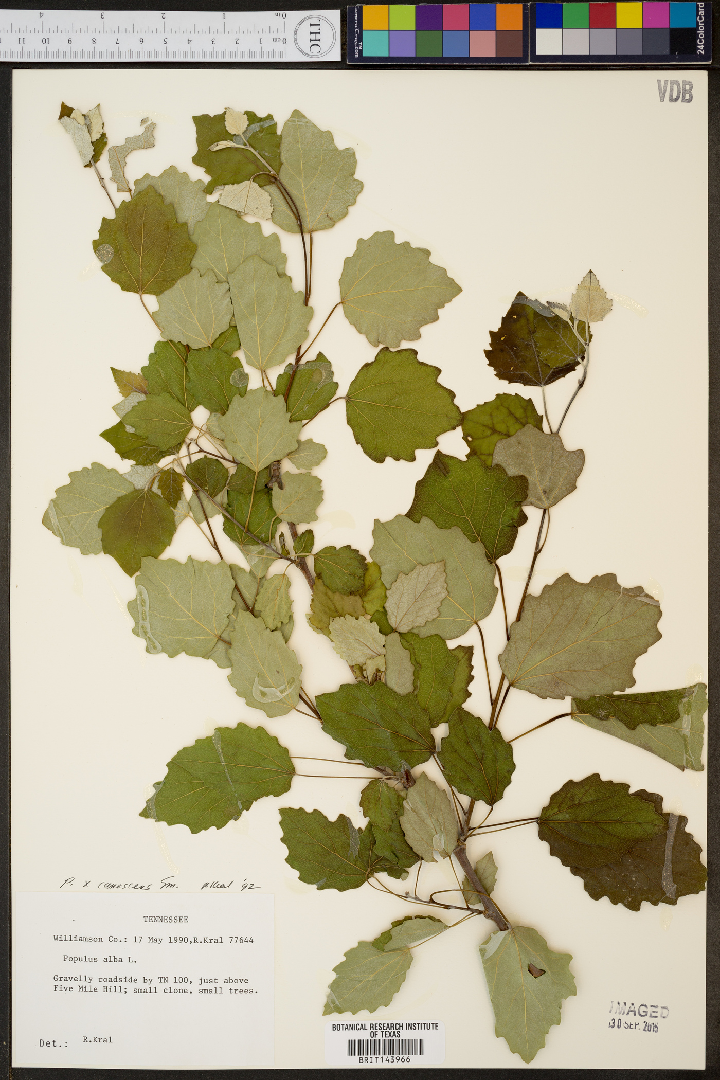 Populus alba var. canescens image