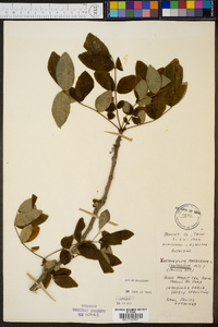 Zanthoxylum americanum image