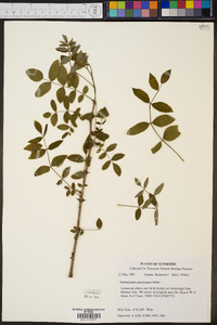 Zanthoxylum americanum image