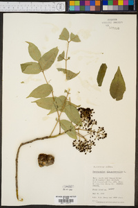 Zanthoxylum clava-herculis image